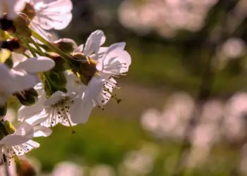 Blütenzauber der Kirschblüten im Sonnenlicht