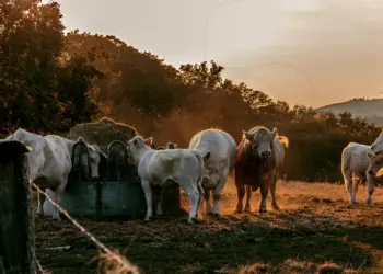 Ein Bulle auf der Weide