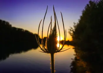 Distel im Gegenlicht der Abendsonne am See