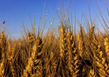 Fliege auf einer Kornpflanze im Hochsommer