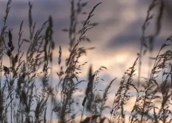 Gras im sanften Licht des Sonnenaufgangs
