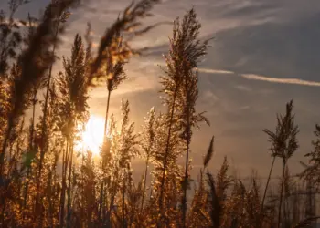 Graswedel im Gegenlicht der Sonne