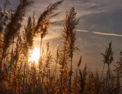 Graswedel im Gegenlicht der Sonne