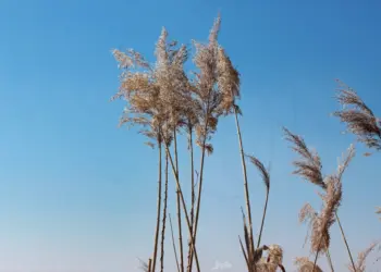 Graswedel vor blauem Morgenhimmel