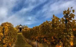 Haus in den herbstlichen Weinreben von Heppenheim