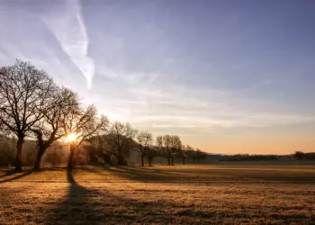 Herbstlichte Morgensonne hinter Bäumen
