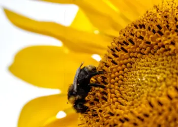 Hummel mit Spinne auf einer Sonnenblume