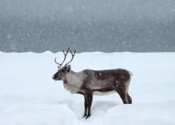Rentier im Schnee am Grotfjord in Norwegen