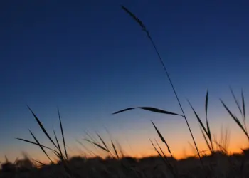 Schilf im letzten Tageslicht vor dem dunklen Abendhimmel