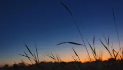 Schilf im letzten Tageslicht vor dem dunklen Abendhimmel
