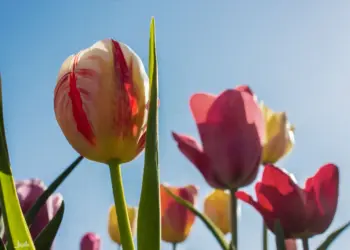 Tulpenköpfe in rot und weiß