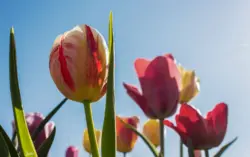 Tulpenköpfe in rot und weiß