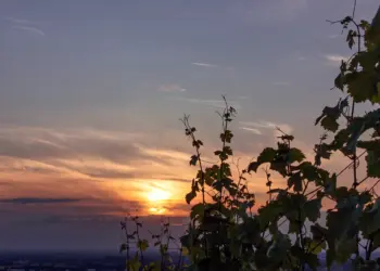 Weinblätter im sanften Licht des Sonnenuntergangs