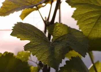 Weinblatt vor dem Sonnenuntergang