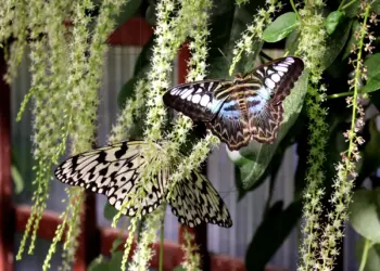 Zwei Schmetterlinge im Grün