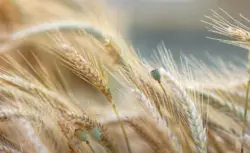 Abgeblühter Mohn im Kornfeld