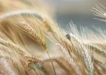 Abgeblühter Mohn im Kornfeld