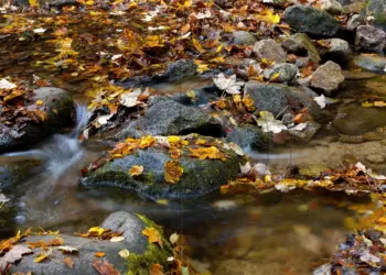 Bachlauf im Blättermeer