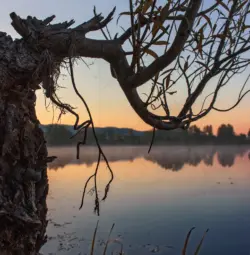 Baum im Morgenlicht am See