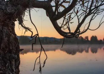 Baum im Morgenlicht am See