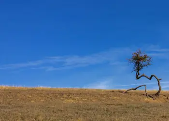 Ein Baum wie in der Steppe