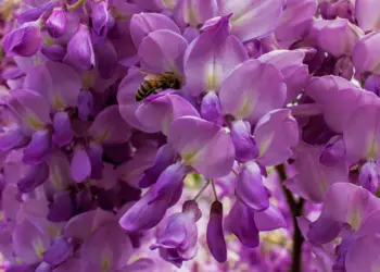 Biene im rosa Blauregen