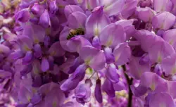 Biene im rosa Blauregen