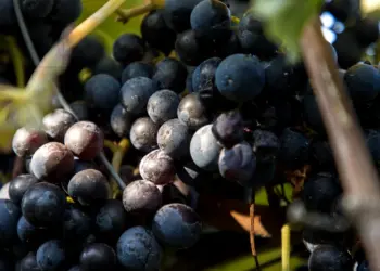 Blaue Weintrauben in den Weinbergen von Heppenheim