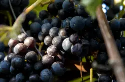 Blaue Weintrauben in den Weinbergen von Heppenheim