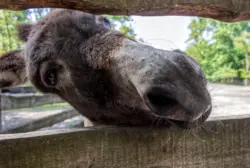 Brauner Esel schaut durch den Zaun