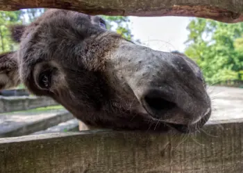 Brauner Esel schaut durch den Zaun