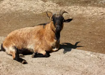 Eine Ziege in der Sonne