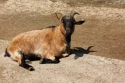 Eine Ziege in der Sonne