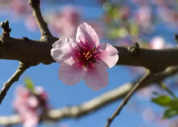 Einzelne Blüte am Ast