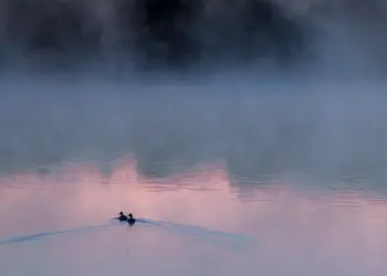 Enten im Morgennebel auf einem See