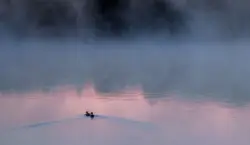 Enten im Morgennebel auf einem See