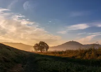 Feldweg zum Baum im Sonnenlicht mit der Starkenburg im Hintergrund