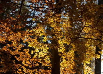 Gelbe Blätter im Sonnenlicht