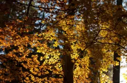 Gelbe Blätter im Sonnenlicht