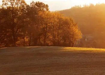 Goldfarbene Welt am Morgen