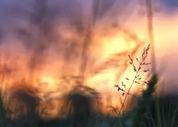 Grashalm im Licht des neuen Tages