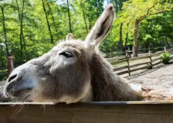 Grauer Esel schaut über den Zaun