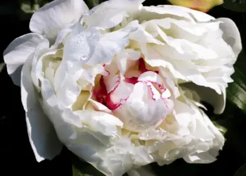 Große Blüte einer weißen Pfingstrose