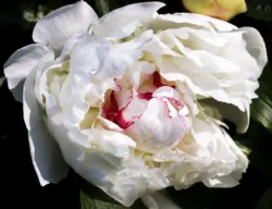 Große Blüte einer weißen Pfingstrose
