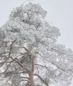 Großer Baum im weißen Winterkleid