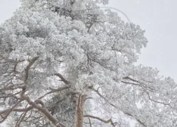 Großer Baum im weißen Winterkleid