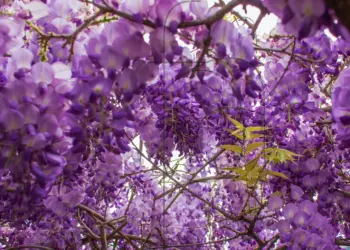 Grüne Blätter im Blauregen