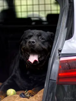 Ein Hund im Kofferraum
