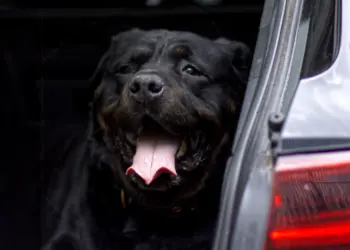 Ein Hund im Kofferraum