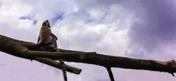 Ein Katta sitzt auf einem Ast
